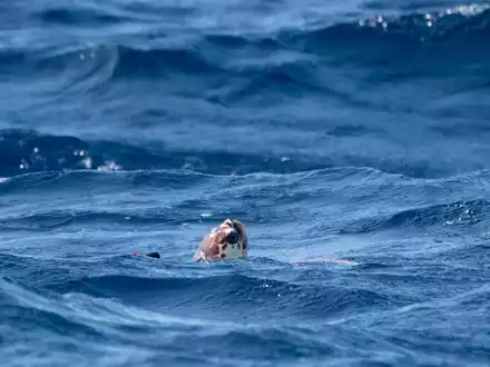 Unechte Karettschildkröten sind stark von der Wassertemperatur abhängig - das könnte ihnen auch zum Verhängnis werden. - Foto: Ben Birchall/Press Association/dpa