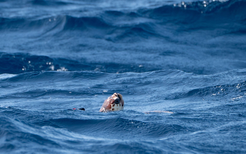 Unechte Karettschildkröten sind stark von der Wassertemperatur abhängig - das könnte ihnen auch zum Verhängnis werden. - Foto: Ben Birchall/Press Association/dpa