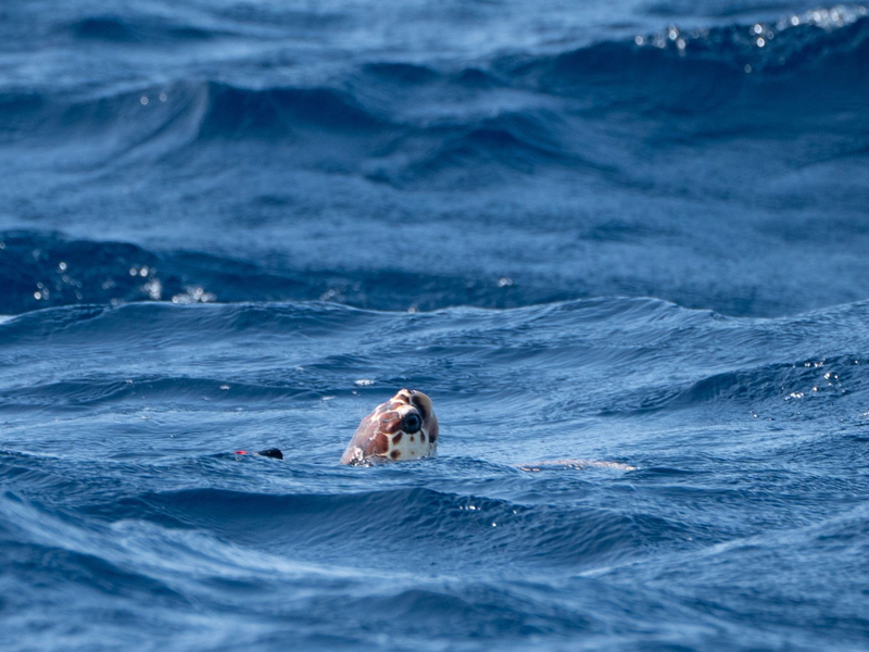 Unechte Karettschildkröten sind stark von der Wassertemperatur abhängig - das könnte ihnen auch zum Verhängnis werden. - Foto: Ben Birchall/Press Association/dpa