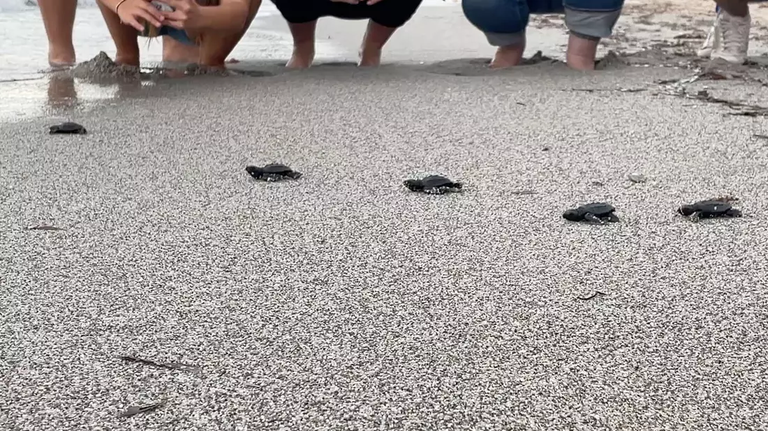 Babymeeresschildkröte am korsischen Strand Capo di Feno. Im westlichen Mittelmeer gab es im vergangenen Jahr ungewöhnlich viele Nistplätze von Meeresschildkröten. - Bild: CARI/dpa