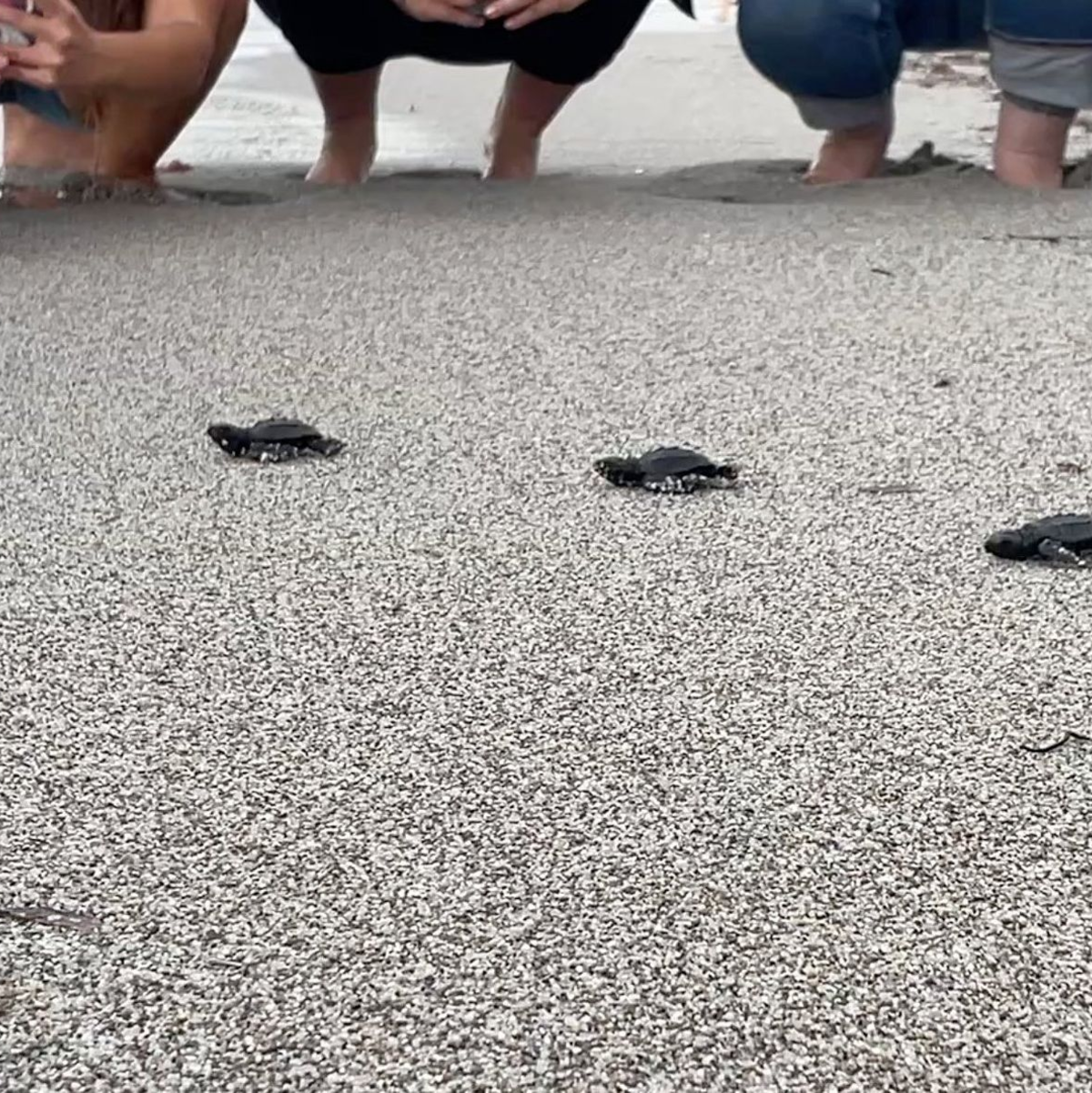 Babymeeresschildkröte am korsischen Strand Capo di Feno. Im westlichen Mittelmeer gab es im vergangenen Jahr ungewöhnlich viele Nistplätze von Meeresschildkröten. - Foto: CARI/dpa