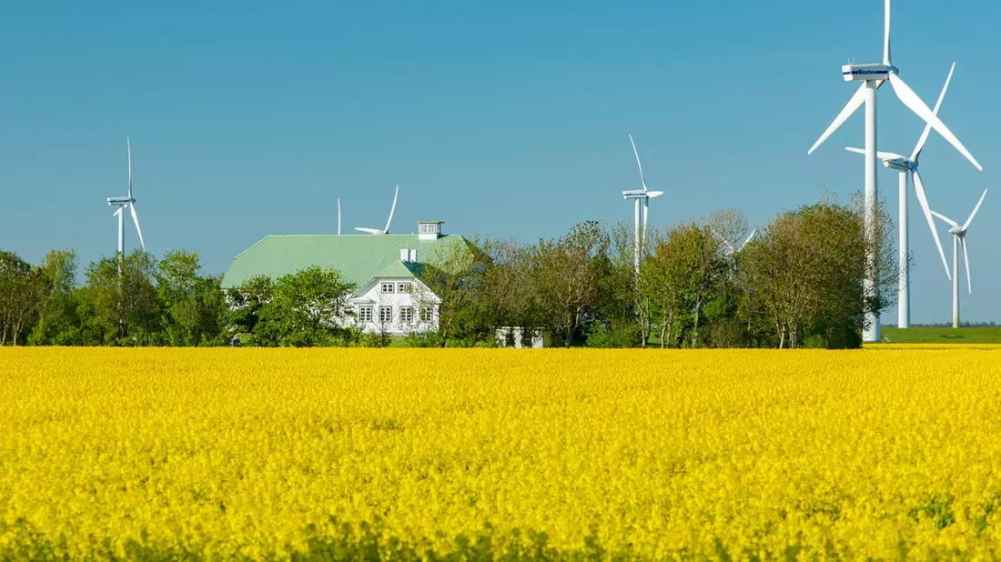 Rapsblüte 2024 / Rapsanbau schafft Versorgungssicherheit - Bild: presseportal.de