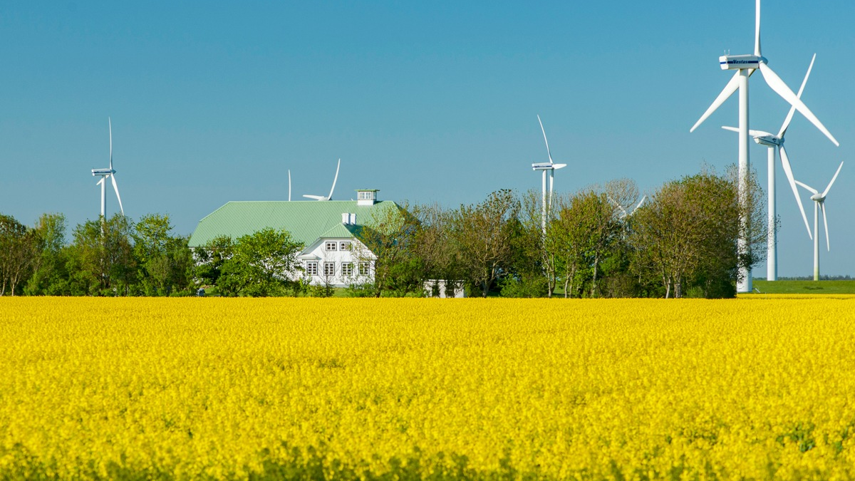Rapsblüte 2024 / Rapsanbau schafft Versorgungssicherheit - Foto: presseportal.de