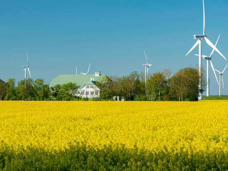 Rapsblüte 2024 / Rapsanbau schafft Versorgungssicherheit - Foto: presseportal.de