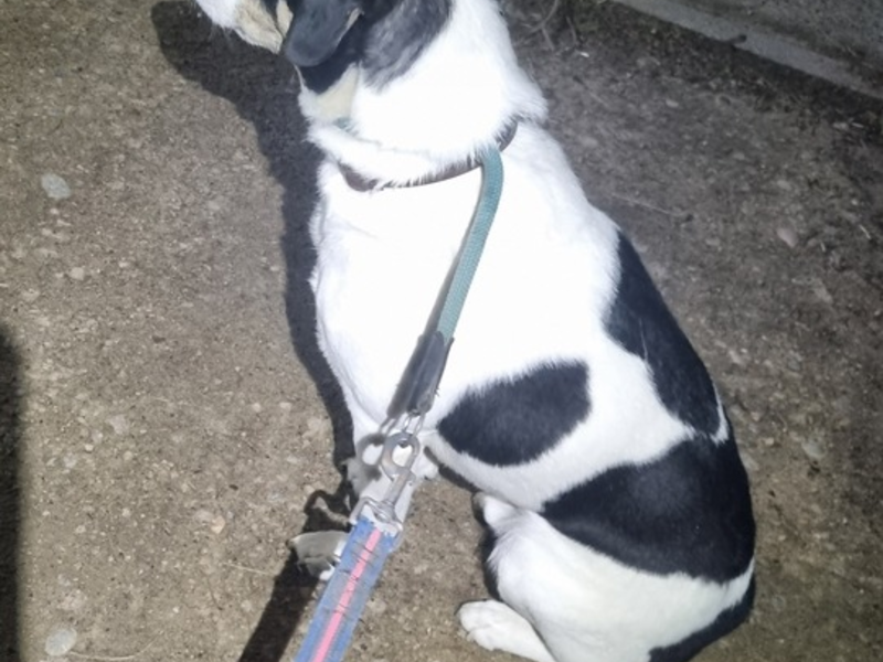 POL-FR: Hartheim: Mischlingsrüde auf Parkplatz ausgesetzt - Zeugensuche - Foto: presseportal.de