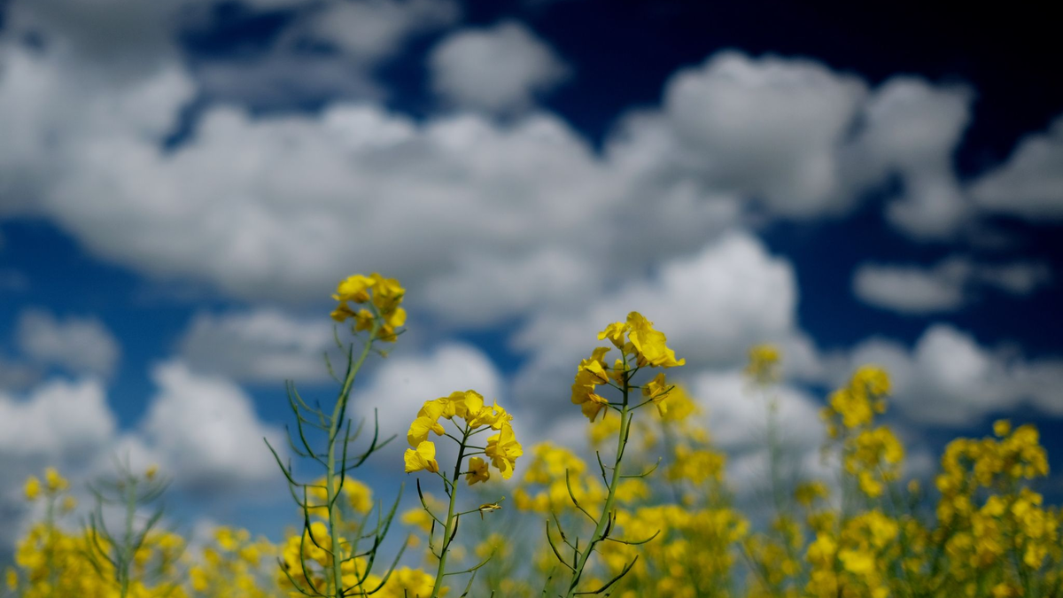 Raps blüht auf einem Feld in Nordsachsen. - Foto: Sebastian Willnow/dpa-Zentralbild/dpa