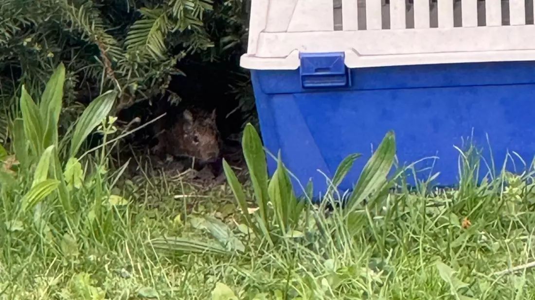 POL-GI: Gießen: Flüchtiges Degu gefasst - Bild: presseportal.de