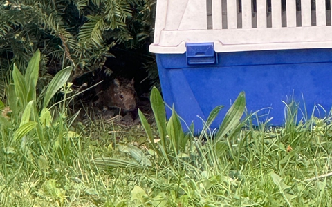 POL-GI: Gießen: Flüchtiges Degu gefasst - Foto: presseportal.de