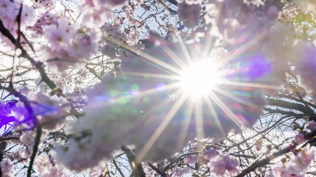Sonnenstrahlen scheinen durch Blüten der Winterkirsche (Higankirsche): In den nächsten Tagen droht eine intensive UV-Strahlung. - Bild: Thomas Banneyer/dpa