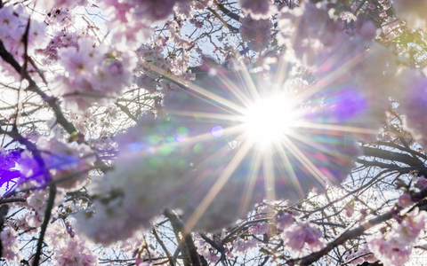 Sonnenstrahlen scheinen durch Blüten der Winterkirsche (Higankirsche): In den nächsten Tagen droht eine intensive UV-Strahlung. - Foto: Thomas Banneyer/dpa Sonnenstrahlen scheinen durch Blüten der Winterkirsche (Higankirsche): In den nächsten Tagen droht eine intensive UV-Strahlung. - Foto: Thomas Banneyer/dpa