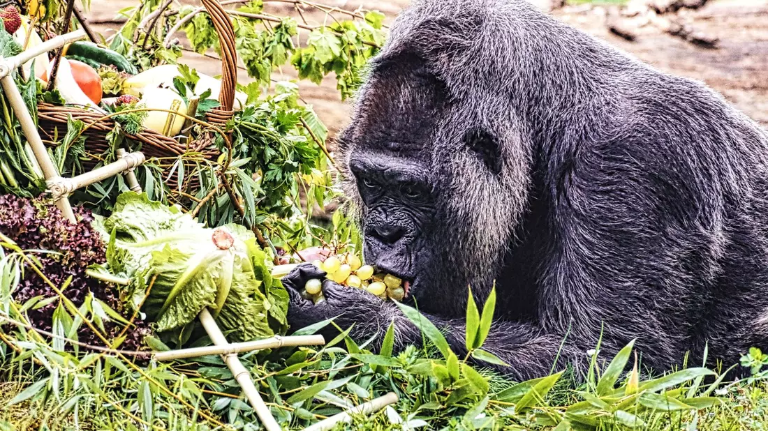 Gorilla Fatou feiert ihren 67. Geburtstag im Zoo Berlin. - Bild: Paul Zinken/dpa