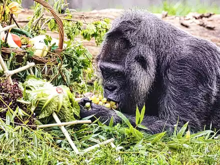 Gorilla Fatou feiert ihren 67. Geburtstag im Zoo Berlin. - Foto: Paul Zinken/dpa