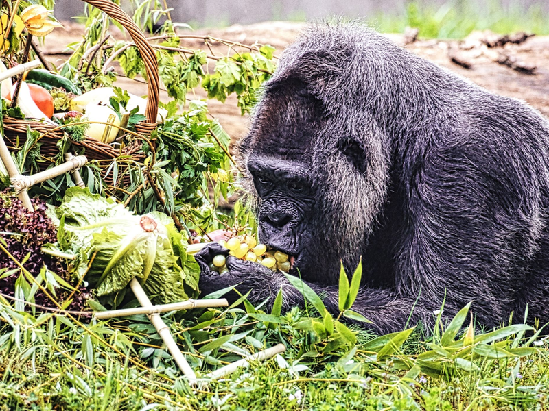 Gorilla Fatou feiert ihren 67. Geburtstag im Zoo Berlin. - Foto: Paul Zinken/dpa
