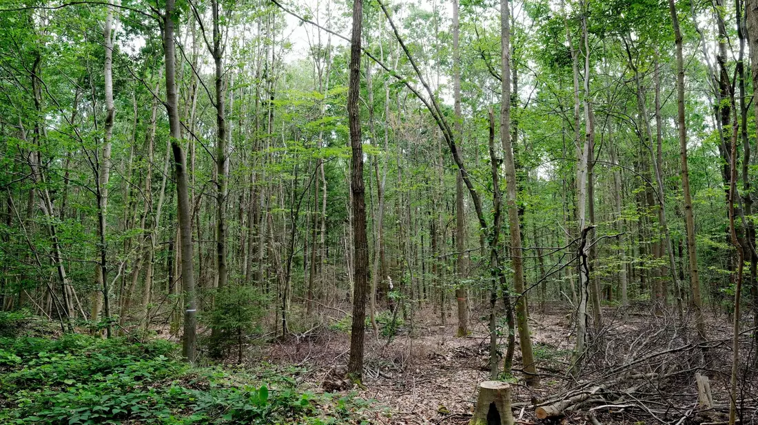 «Wir müssen die anfälligen, naturfernen Waldbestände zu naturnahen, klimafesten Mischwäldern entwickeln.» - Bild: Sebastian Willnow/dpa