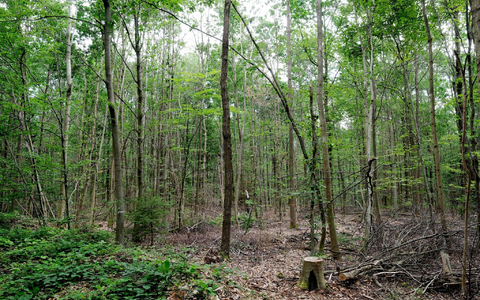 «Wir müssen die anfälligen, naturfernen Waldbestände zu naturnahen, klimafesten Mischwäldern entwickeln.» - Foto: Sebastian Willnow/dpa