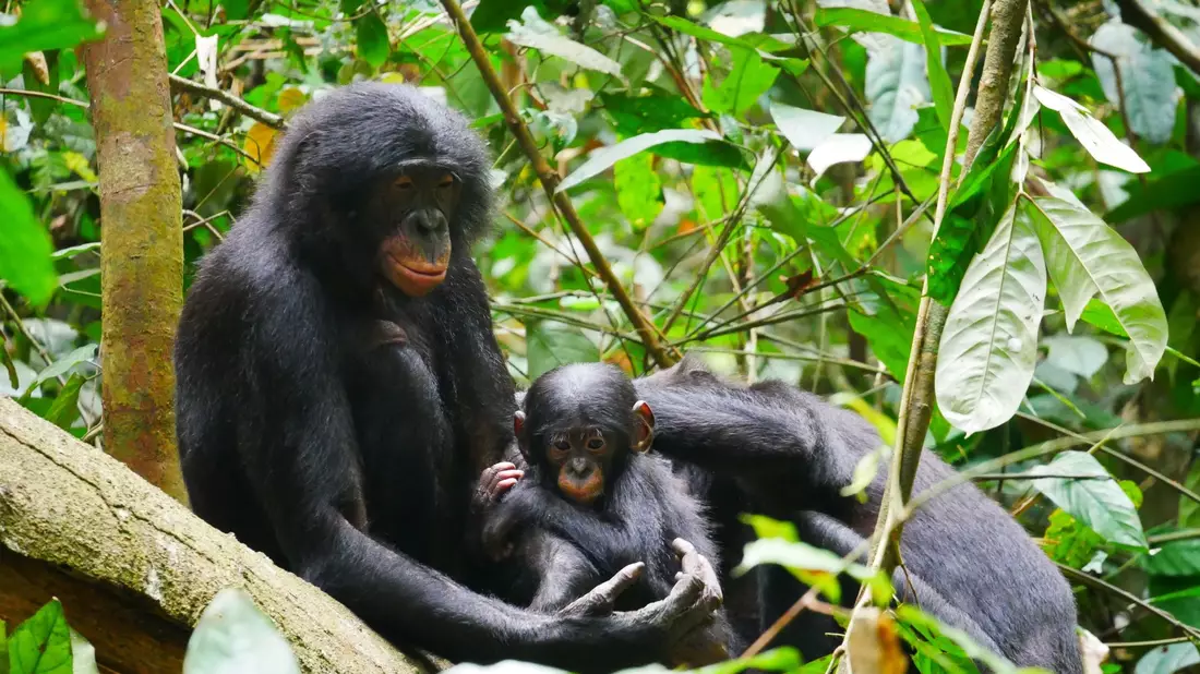 Bonobos (Pan paniscus) sind die nächsten lebenden Verwandten des Menschen. - Bild: Maud Mouginot/dpa