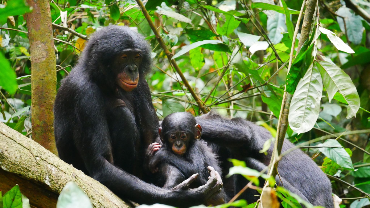 Bonobos (Pan paniscus) sind die nächsten lebenden Verwandten des Menschen. - Foto: Maud Mouginot/dpa