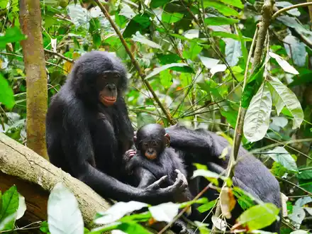 Bonobos (Pan paniscus) sind die nächsten lebenden Verwandten des Menschen. - Foto: Maud Mouginot/dpa