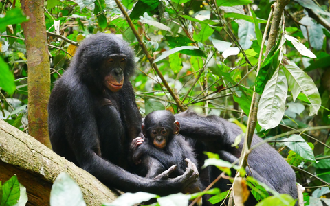 Bonobos (Pan paniscus) sind die nÀchsten lebenden Verwandten des Menschen. - Foto: Maud Mouginot/dpa Bonobos (Pan paniscus) sind die nÀchsten lebenden Verwandten des Menschen. - Foto: Maud Mouginot/dpa