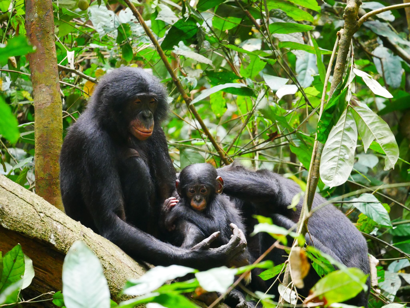 Bonobos (Pan paniscus) sind die nächsten lebenden Verwandten des Menschen. - Foto: Maud Mouginot/dpa