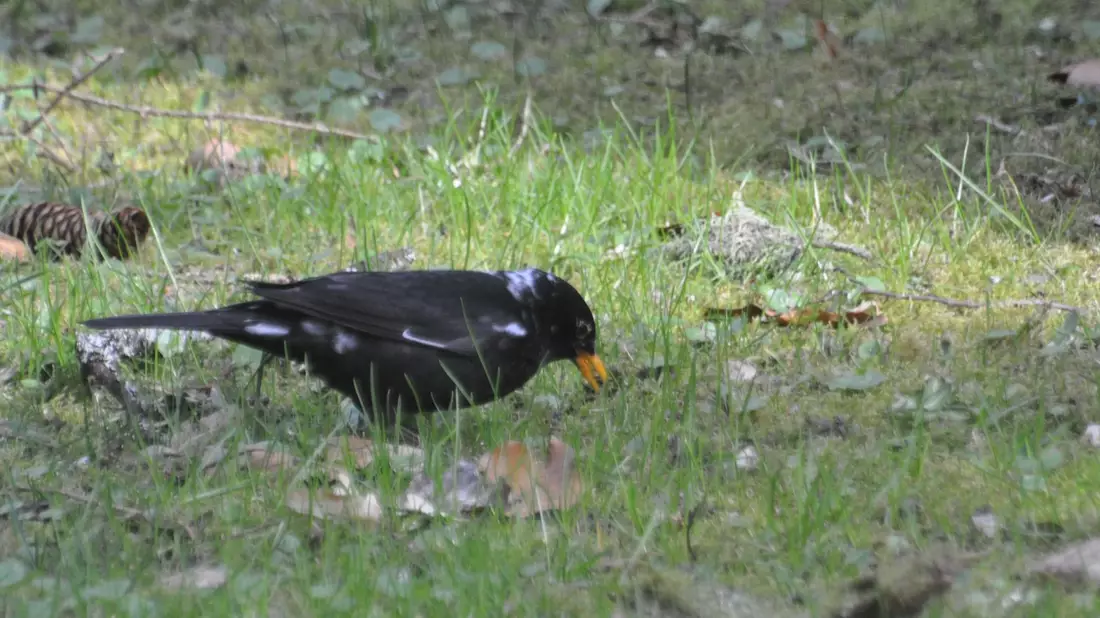 Hier ist ein sogenannter «Amsel-Weißling», eine Amsel mit weißen Flecken, zu sehen. Farbanomalien kommen weltweit und bei vielen Vogelarten vor, vor allem die schwarz gefärbten Arten fallen auf. - Bild: Stefan Bosch/NABU-Landesverband Baden-Württemberg /dpa