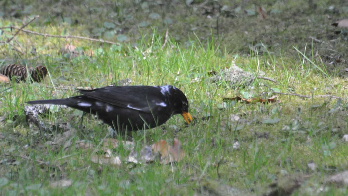 Hier ist ein sogenannter «Amsel-Weißling», eine Amsel mit weißen Flecken, zu sehen. Farbanomalien kommen weltweit und bei vielen Vogelarten vor, vor allem die schwarz gefärbten Arten fallen auf. - Foto: Stefan Bosch/NABU-Landesverband Baden-Württemberg /dpa
