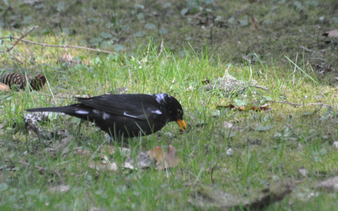Hier ist ein sogenannter «Amsel-Weißling», eine Amsel mit weißen Flecken, zu sehen. Farbanomalien kommen weltweit und bei vielen Vogelarten vor, vor allem die schwarz gefärbten Arten fallen auf. - Foto: Stefan Bosch/NABU-Landesverband Baden-Württemberg /dpa