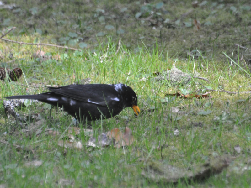 Hier ist ein sogenannter «Amsel-Weißling», eine Amsel mit weißen Flecken, zu sehen. Farbanomalien kommen weltweit und bei vielen Vogelarten vor, vor allem die schwarz gefärbten Arten fallen auf. - Foto: Stefan Bosch/NABU-Landesverband Baden-Württemberg /dpa