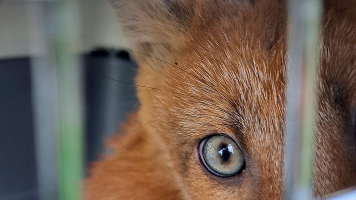 FW-M: Füchse auf Abwegen (Obersendling) - Foto: presseportal.de