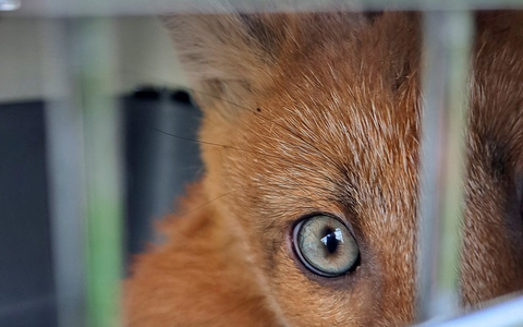 FW-M: Füchse auf Abwegen (Obersendling) - Foto: presseportal.de