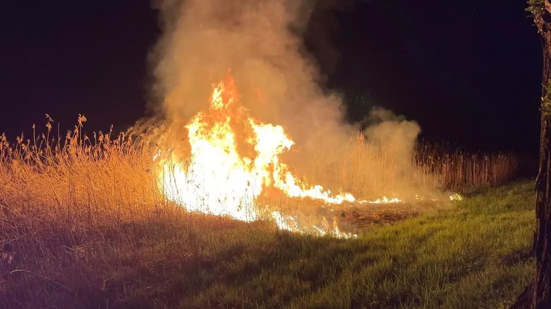 FW Reichenau: Schilfbrand schnell gelöscht, Reichenau L221, 14.04.2024 - Bild: presseportal.de