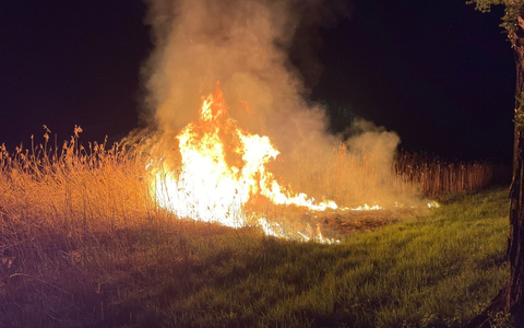 FW Reichenau: Schilfbrand schnell gelöscht, Reichenau L221, 14.04.2024 - Foto: presseportal.de