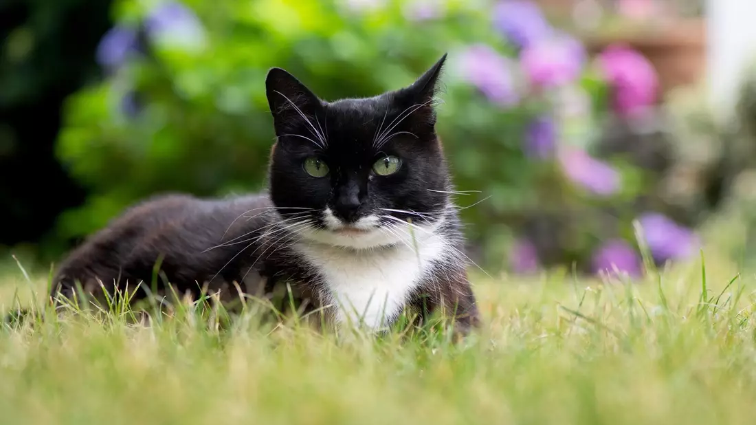 Der Tierschutzbund erneuert seine Forderung nach einer bundesweiten Kastrationspflicht für Freigängerkatzen. - Bild: Franziska Gabbert/dpa