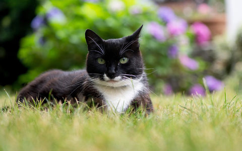 Der Tierschutzbund erneuert seine Forderung nach einer bundesweiten Kastrationspflicht für Freigängerkatzen. - Foto: Franziska Gabbert/dpa