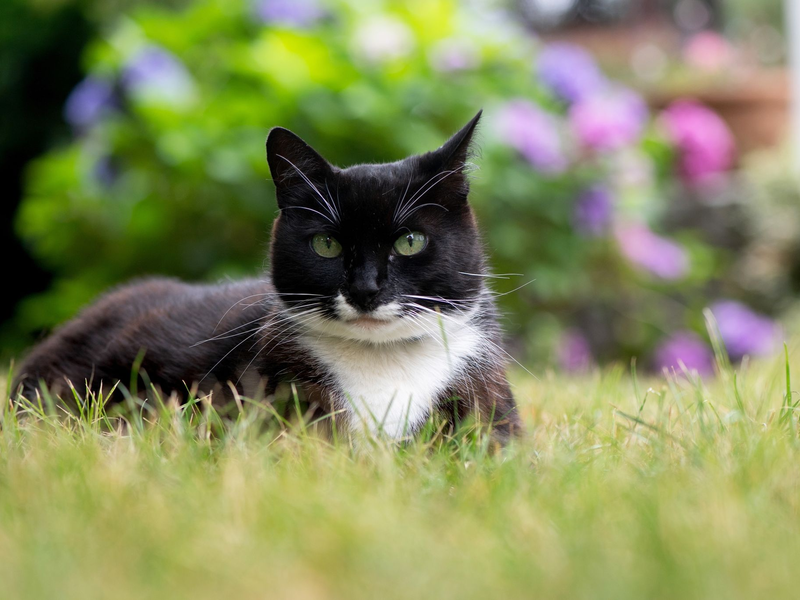 Der Tierschutzbund erneuert seine Forderung nach einer bundesweiten Kastrationspflicht für Freigängerkatzen. - Foto: Franziska Gabbert/dpa