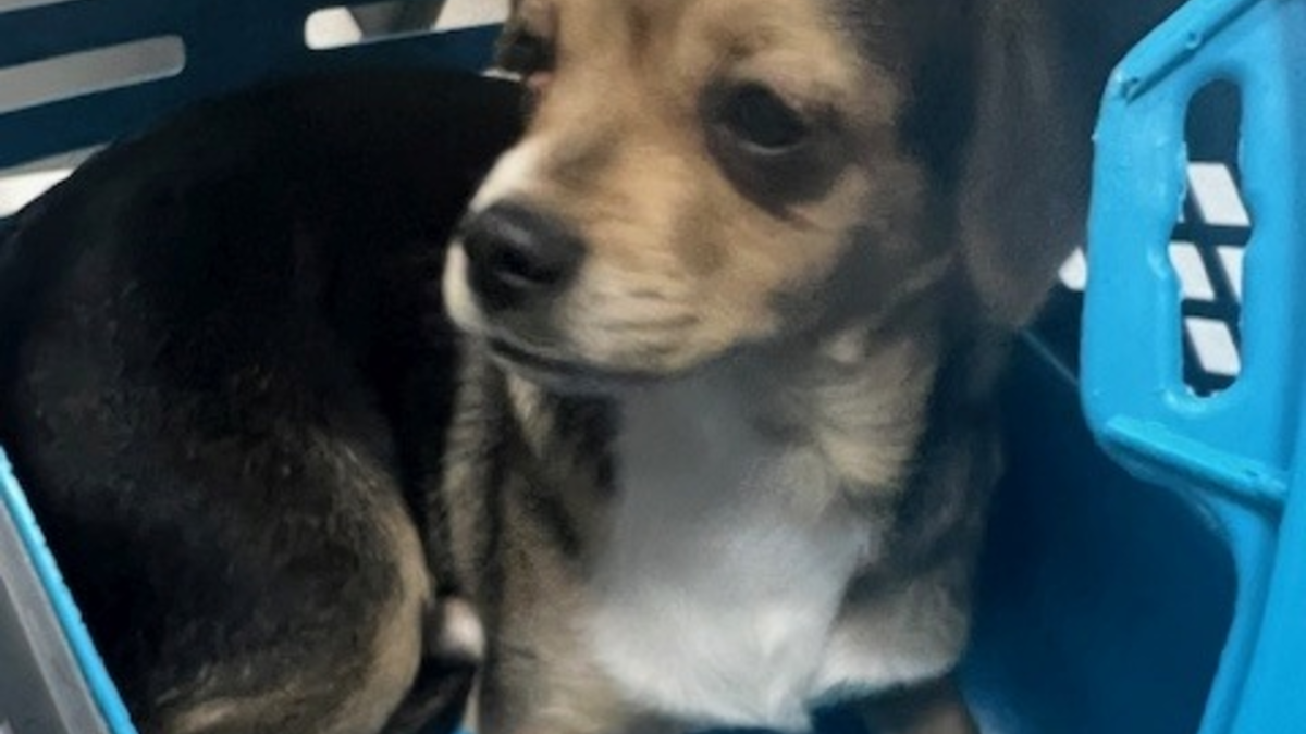 POL-AA: Ostalbkreis: Versuchter Wohnungseinbruch - Farbschmierereien - Bagger beschädigt - Welpe ausgesetzt? - Sonstiges - Foto: presseportal.de