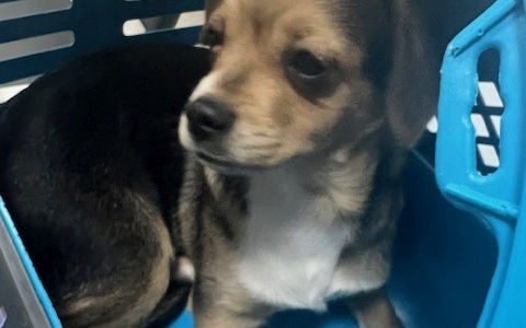 POL-AA: Ostalbkreis: Versuchter Wohnungseinbruch - Farbschmierereien - Bagger beschädigt - Welpe ausgesetzt? - Sonstiges - Foto: presseportal.de