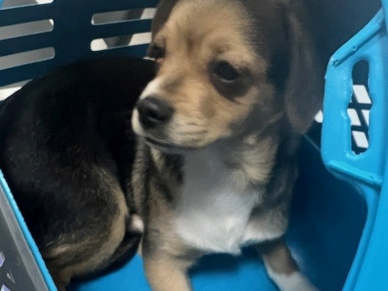 POL-AA: Ostalbkreis: Versuchter Wohnungseinbruch - Farbschmierereien - Bagger beschädigt - Welpe ausgesetzt? - Sonstiges - Foto: presseportal.de