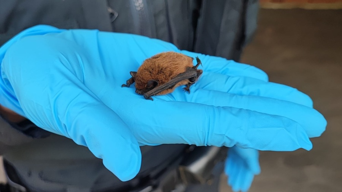 POL-NI: Fledermaus gerettet - Foto: presseportal.de