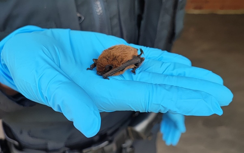 POL-NI: Fledermaus gerettet - Foto: presseportal.de