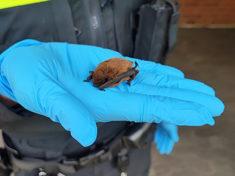 POL-NI: Fledermaus gerettet - Foto: presseportal.de
