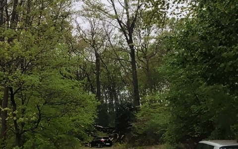 FW Bremerhaven: Baum auf Auto - Foto: presseportal.de