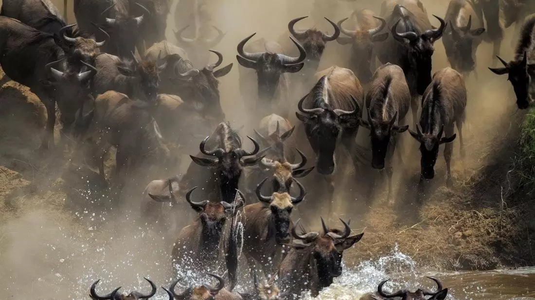 Es ist die einzige verbleibende große Gnu-Wanderung: Jedes Jahr wandern mehr als eine Million Gnus in der ostafrikanischen Savanne zwischen der tansanischen Serengeti und der Masai Mara in Kenia. - Bild: Mogens Trolle/ University of Copenhagen via EurekAlert/dpa