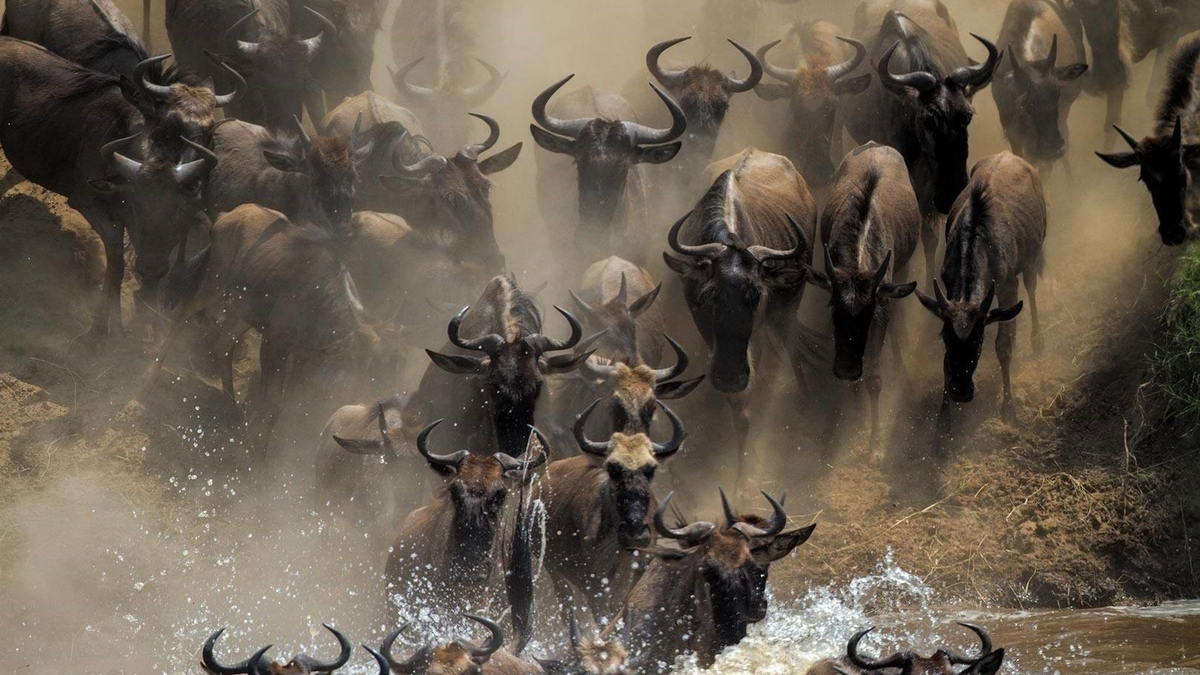 Es ist die einzige verbleibende große Gnu-Wanderung: Jedes Jahr wandern mehr als eine Million Gnus in der ostafrikanischen Savanne zwischen der tansanischen Serengeti und der Masai Mara in Kenia. - Foto: Mogens Trolle/ University of Copenhagen via EurekAlert/dpa