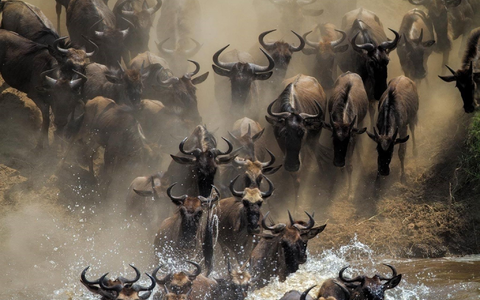 Es ist die einzige verbleibende große Gnu-Wanderung: Jedes Jahr wandern mehr als eine Million Gnus in der ostafrikanischen Savanne zwischen der tansanischen Serengeti und der Masai Mara in Kenia. - Foto: Mogens Trolle/ University of Copenhagen via EurekAlert/dpa