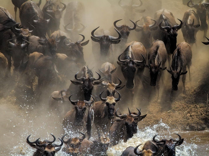 Es ist die einzige verbleibende große Gnu-Wanderung: Jedes Jahr wandern mehr als eine Million Gnus in der ostafrikanischen Savanne zwischen der tansanischen Serengeti und der Masai Mara in Kenia. - Foto: Mogens Trolle/ University of Copenhagen via EurekAlert/dpa