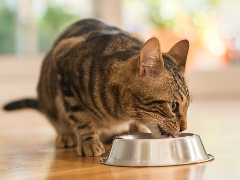 Der Deutsche Heimtiermarkt 2023: Tierhalter gaben mehr als sieben Milliarden Euro aus - Heimtierpopulation stabil - Foto: presseportal.de