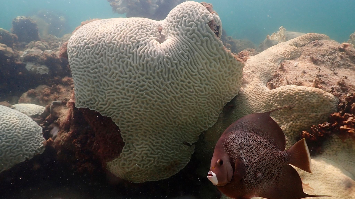 Korallen, die Anzeichen von Bleiche zeigen, bei Cheeca Rocks vor der Küste von Florida. - Foto: Andrew Ibarra/NOAA/AP/dpa