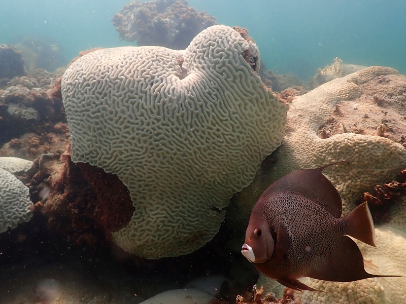 Korallen, die Anzeichen von Bleiche zeigen, bei Cheeca Rocks vor der Küste von Florida. - Foto: Andrew Ibarra/NOAA/AP/dpa