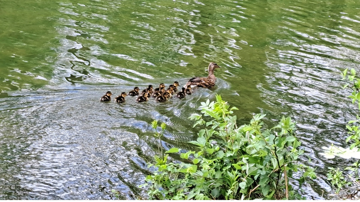 FW-M: Entenfamilie erfolgreich umgezogen (Obersendling) - Foto: presseportal.de